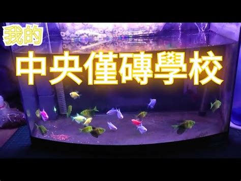 金磚魚好養嗎|【金磚魚混養】觀賞魚混養指南：金磚魚的和諧之家，。